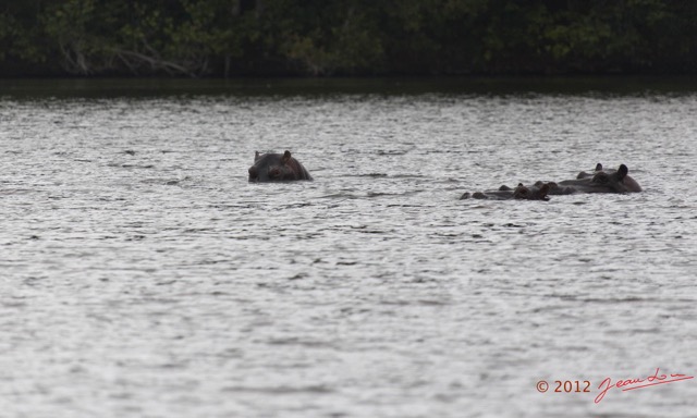 208 LOANGO Inyoungou Lagune Ngove Hippopotame Hippopotamus amphibius 12E5K2IMG_79451wtmk.jpg